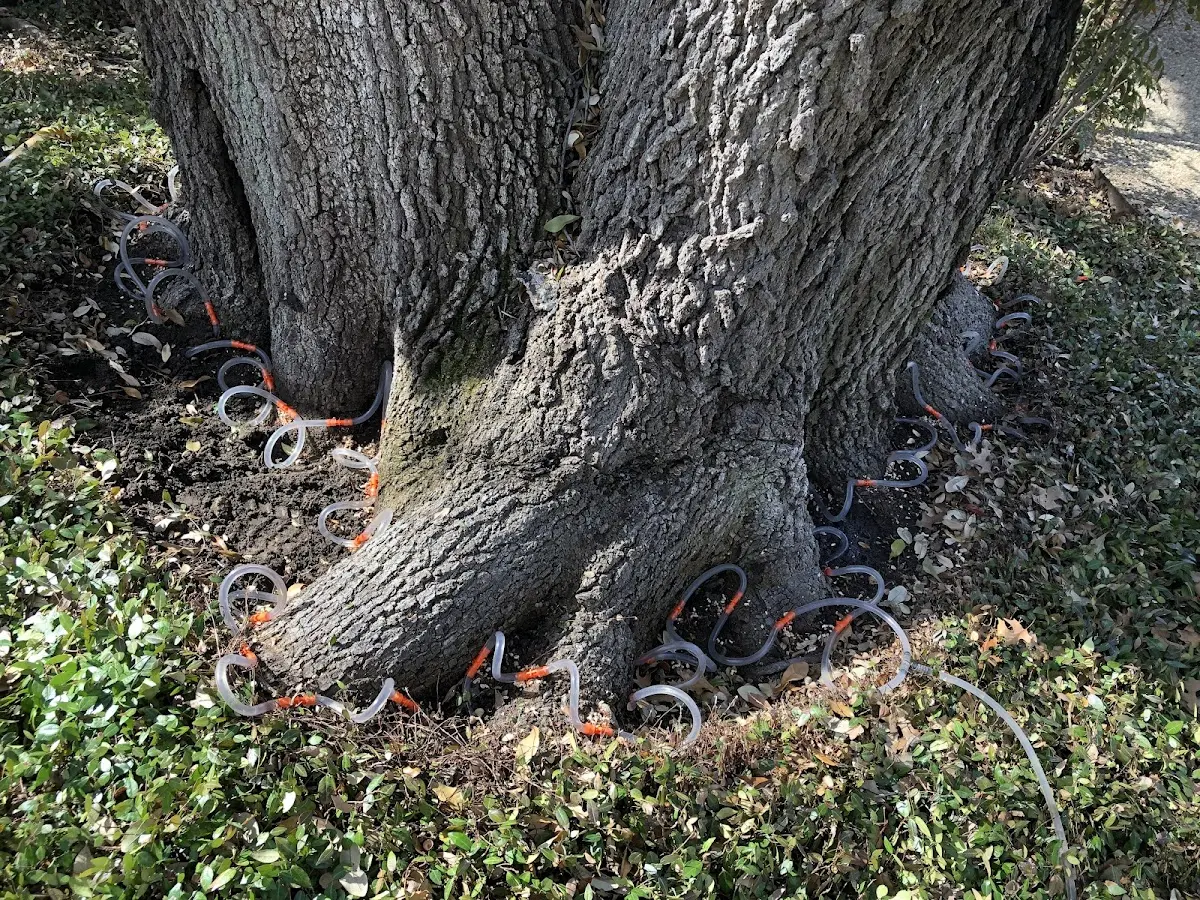 Detailed Tree Cabling and Bracing job site in Reardan