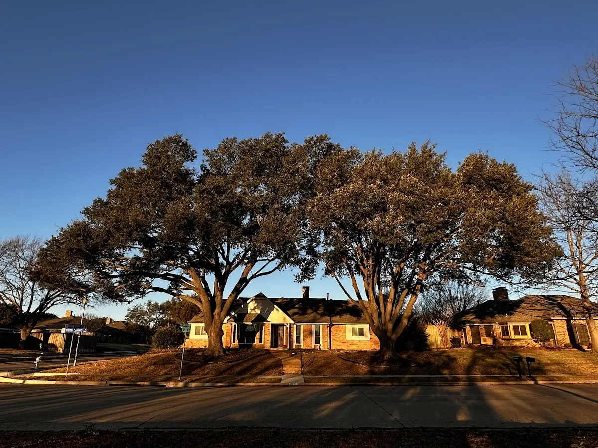 Established residential canopy tree shading a home in Reardan